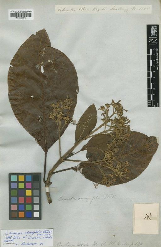 Ladenbergia oblongifolia (Humb. ex Mutis) Andersson - BM001008760