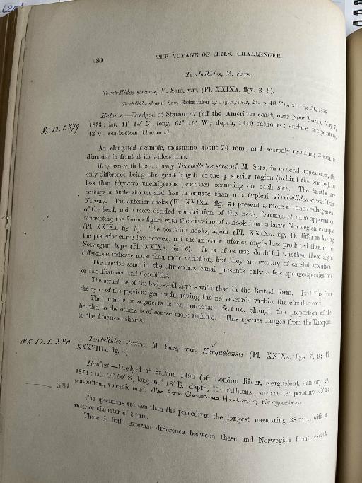 Leaena neo-zealaniae McIntosh, 1885 - Challenger Polychaete Scans of Book 305