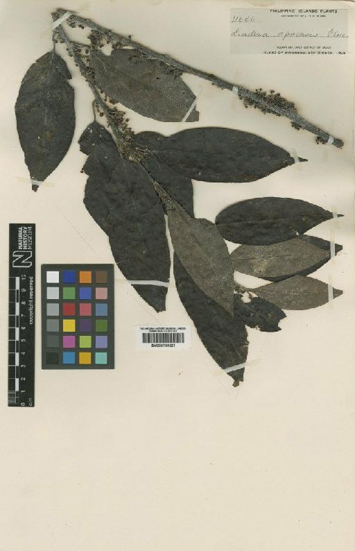 Lindera apoensis Elmer - BM000799221