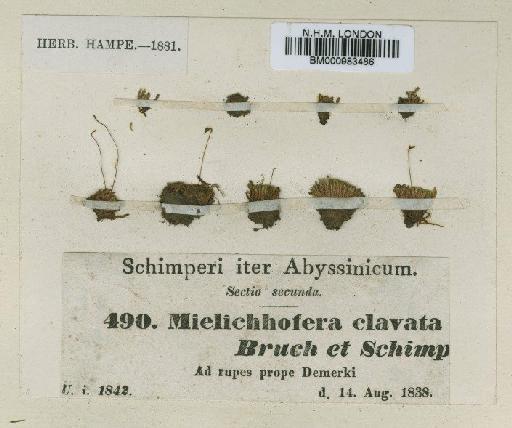 Haplodontium clavatum (Bruch & Schimp.) Broth. - BM000983486