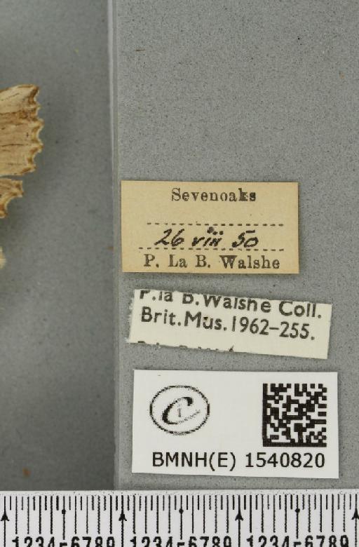 Pterostoma palpina palpina (Clerck, 1759) - BMNHE_1540820_label_246437