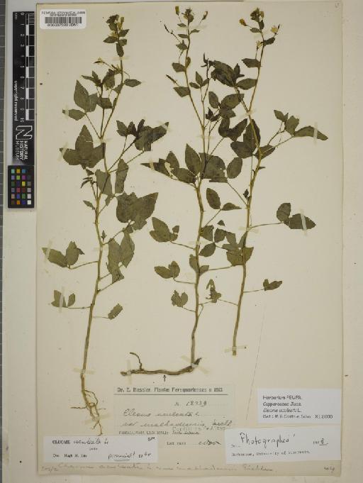 Cleome aculeata L. - BM000537893