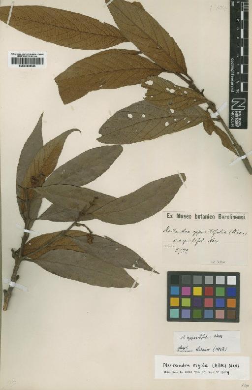 Nectandra oppositifolia Nees - BM000895363