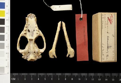 Dasyurus daemonellus Thomas, 1904. - 1903.12.1.24_Skull_Ventral