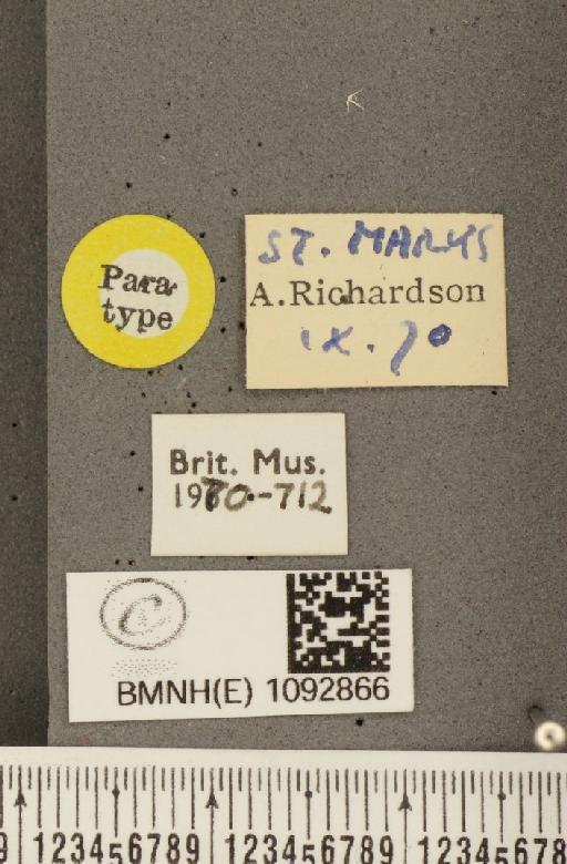 Pararge aegeria insula Howarth, 1971 - BMNHE_1092866_label_3609