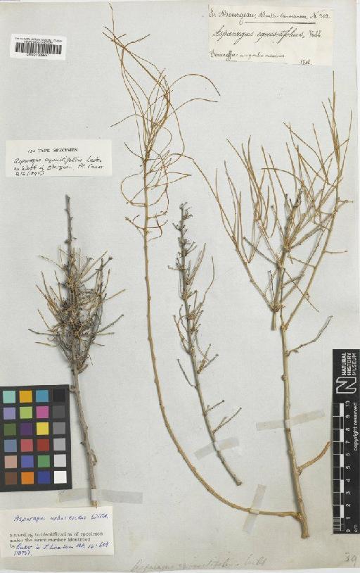 Asparagus arborescens Willd. ex Schult. & Schult.f. - BM001009991