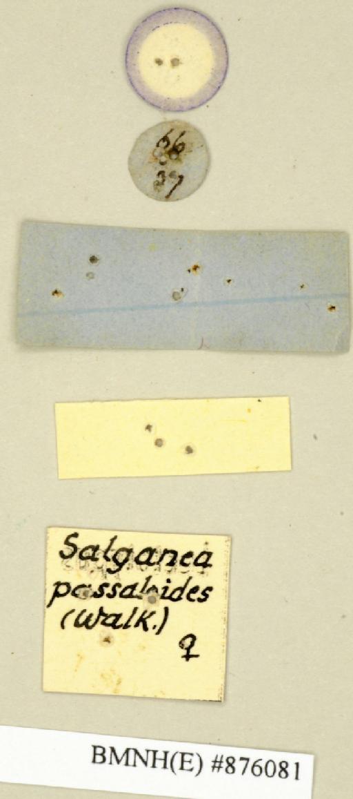 Panesthia passaloides Walker, 1868 - Panesthia passaloides Walker, F, 1868, female, lectotype, labels (reverse). Photographer: Edward Baker. BMNH(E)#876081