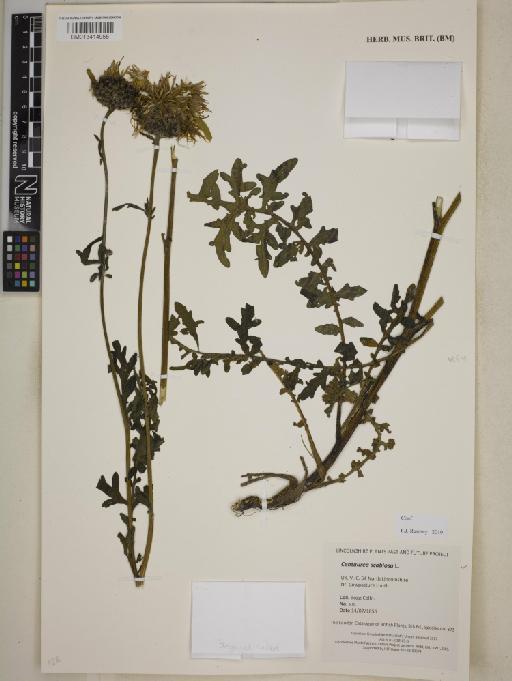 Centaurea scabiosa L. - BM013414955