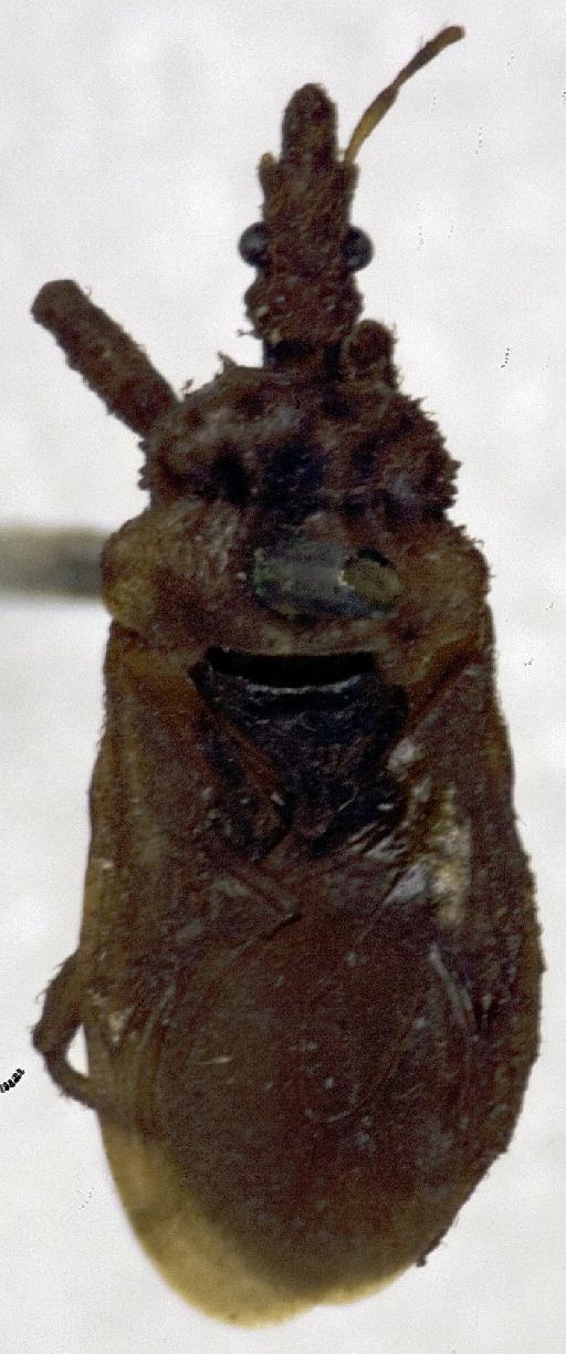 Physoderes planicollis Miller, N.C.E., 1940 - Physoderes planicollis-BMNH(E)1706241-Holotype male dorsal UCR_ENT 00018535