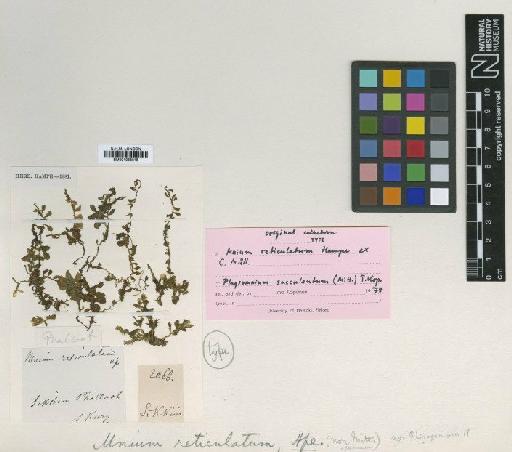 Plagiomnium succulentum (Mitt.) T.J.Kop. - BM001086818