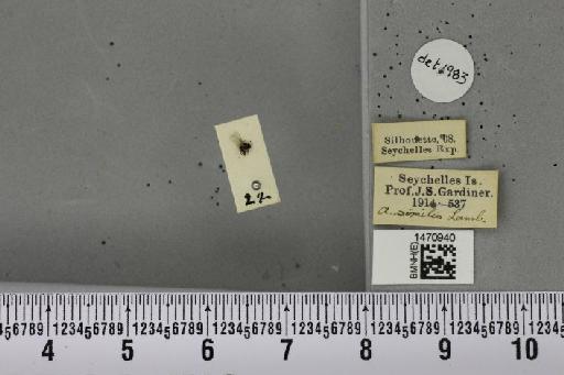 Melanagromyza similis Lamb, 1912 - BMNHE_1470940_a_45667