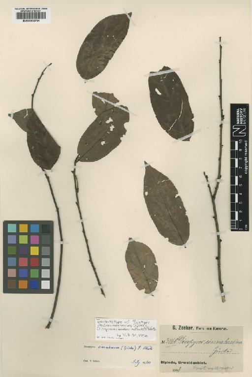 Diospyros cinnabarina (Gürke) F.White - BM000832734