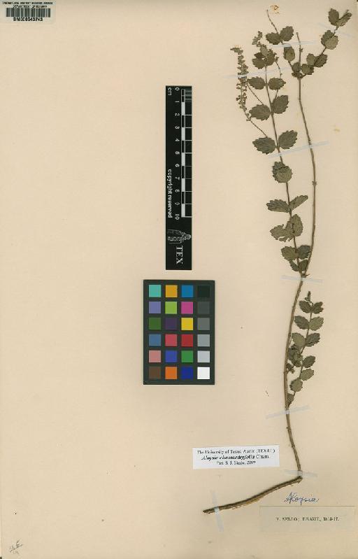 Aloysia chamaedryfolia Cham. - BM000643743