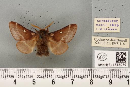 Eriogaster lanestris (Linnaeus, 1758) - BMNHE_1518020_191629
