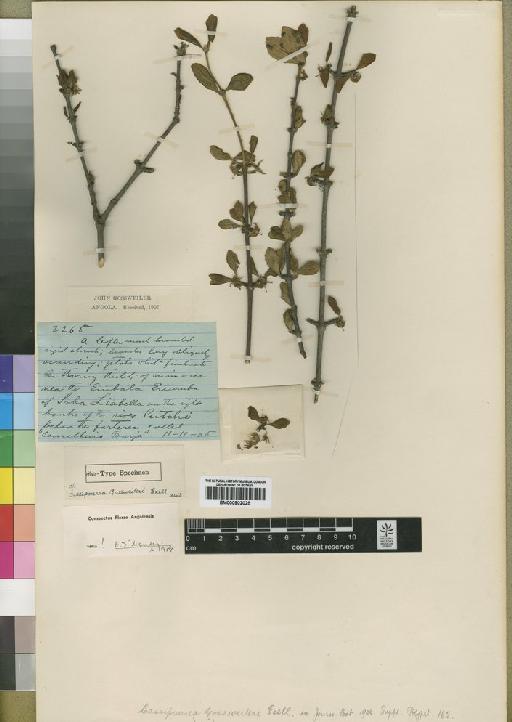 Cassipourea gossweileri Exell - BM000902025