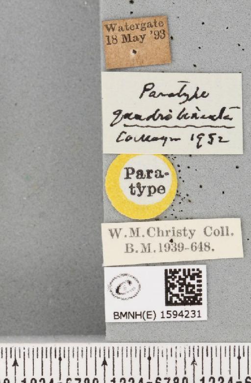 Idaea aversata ab. quadrilineata Cockayne, 1952 - BMNHE_1594231_label_267055