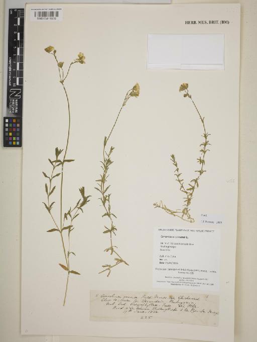 Cerastium arvense L. - BM013411889