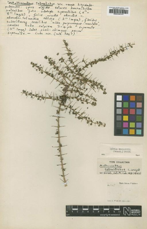 Anthacanthus tetrastichus C.Wright ex Griseb. - BM000992546