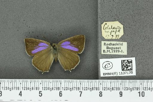 Neozephyrus quercus (Linnaeus, 1758) - BMNHE_1137170_94573