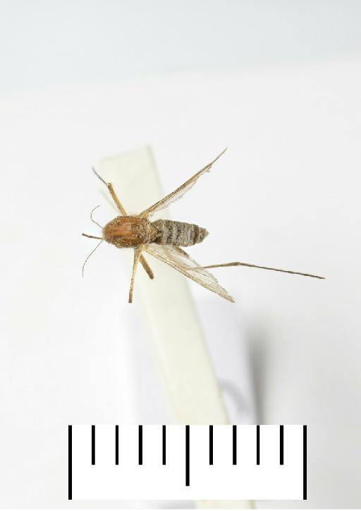 Aedes (Ochlerotatus) detritus (Haliday, 1833) - 25a