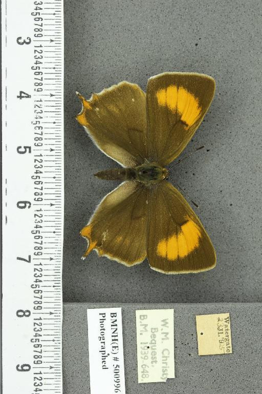 Thecla betulae ab. lata Tutt, 1907 - BMNHE_500996_95070