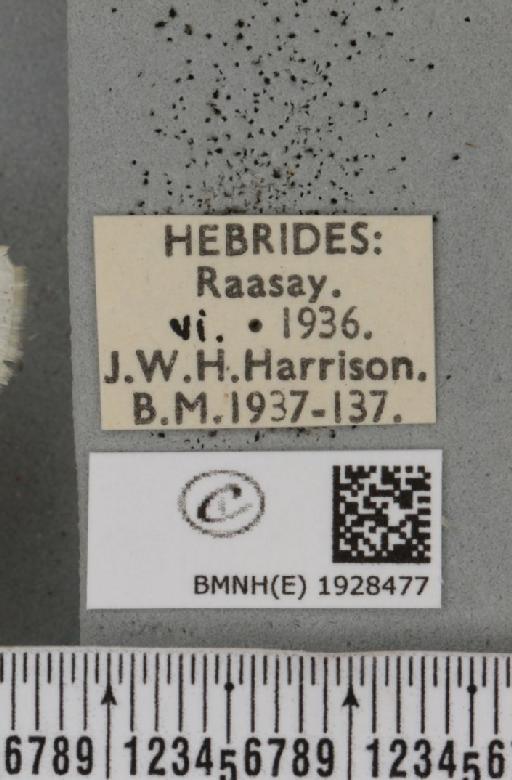 Cabera pusaria (Linnaeus, 1758) - BMNHE_1928477_label_494433