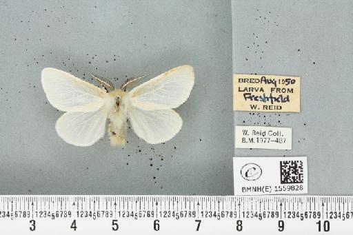 Leucoma salicis (Linnaeus, 1758) - BMNHE_1559828_250951