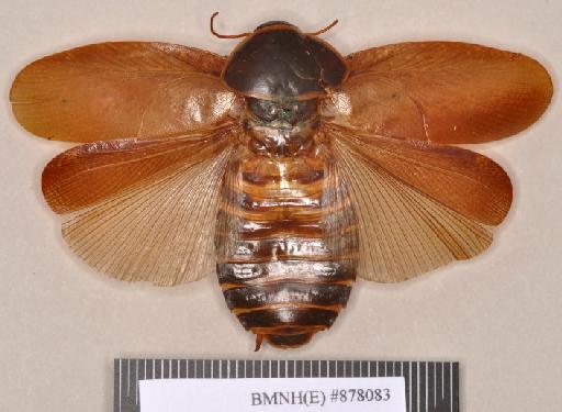 Rhyparobia rufipes Kirby, 1903 - Rhyparobia rufipes Kirby, 1903, female, holotype, dorsal. Photographer: Heidi Hopkins. BMNH(E)#878083