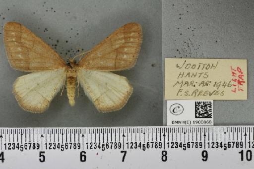 Agriopis marginaria (Fabricius, 1777) - BMNHE_1900868_465577