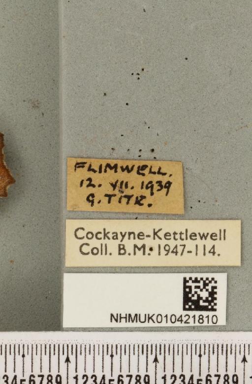 Scoliopteryx libatrix (Linnaeus, 1758) - NHMUK_010421810_label_534938