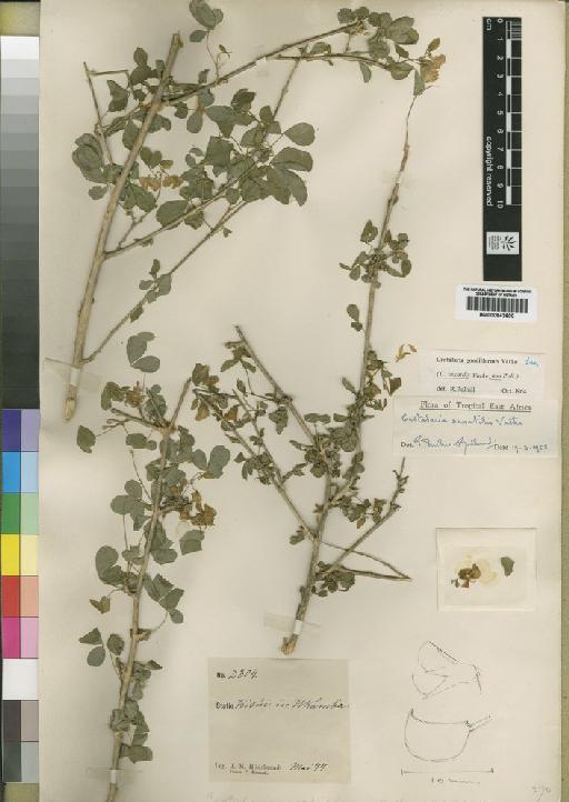 Crotalaria goodiiformis Vatke - BM000843600