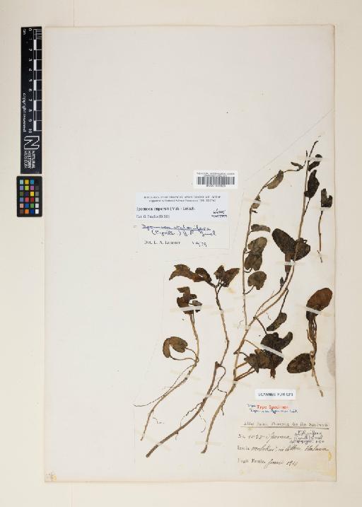 Ipomoea imperati (Vahl) Griseb. - 001040623