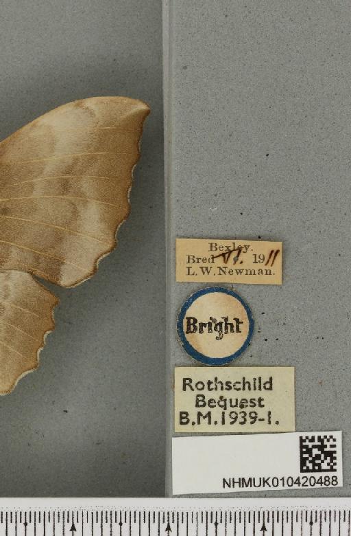 Laothoe populi ab. pallida Newnham, 1900 - NHMUK_010420488_label_526665