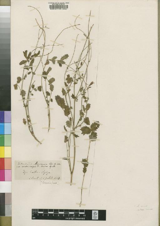 Sanguisorba minor subsp. minor - BM000040155