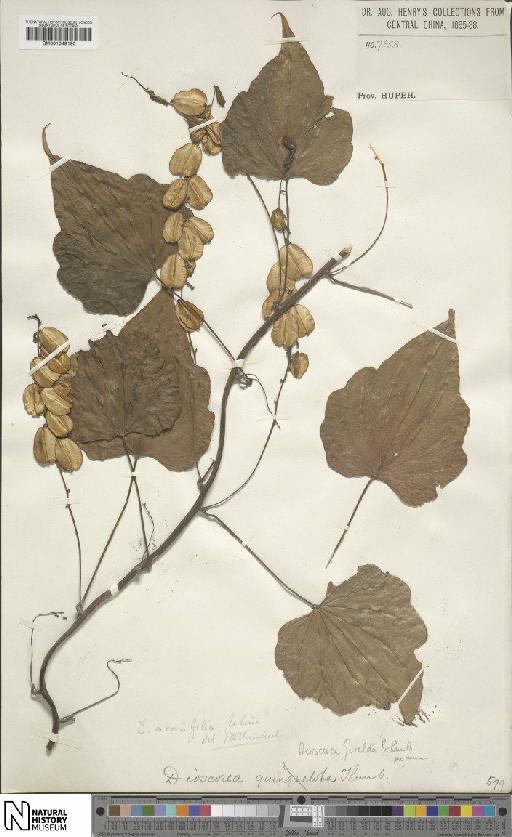 Dioscorea nipponica Makino - BM001049190