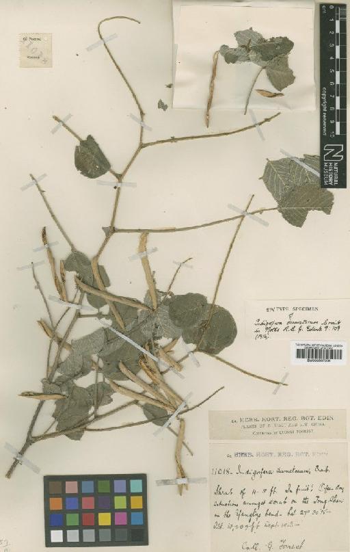 Indigofera dumetorum Craib - BM000997238