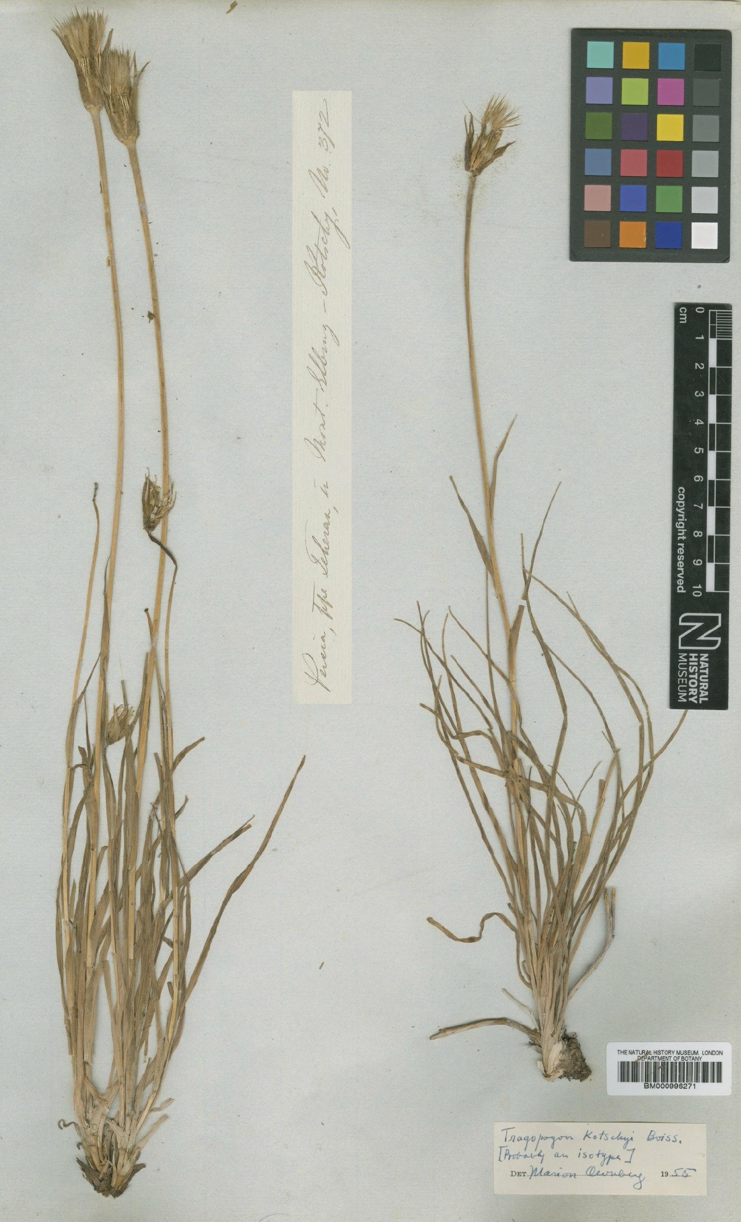 To NHMUK collection (Tragopogon kotschyi Boiss.; Type; NHMUK:ecatalogue:481192)