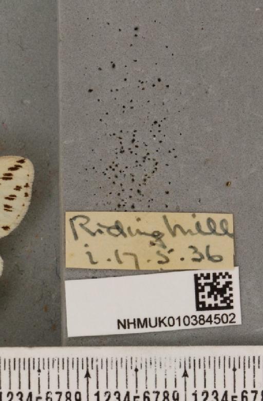 Spilosoma lubricipeda (Linnaeus, 1758) - NHMUK_010384502_label_508149