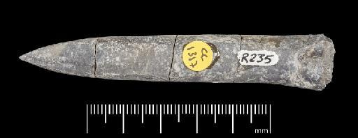 Simpsonibelus expansus (Simpson) - PI CC 1317 - belemnite