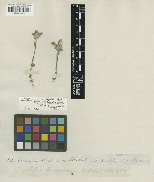 Filago hurdwarica (Wall. ex DC.) Wagenitz - BM001125205