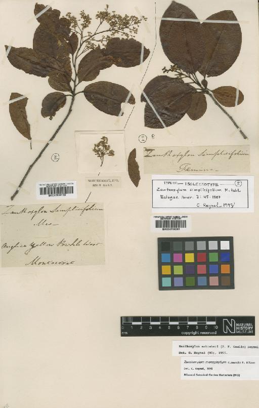 Zanthoxylum schreberi (J.F.Gmel.) Reynel - BM000939129