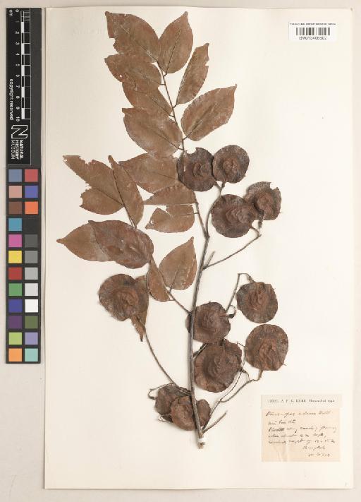 Pterocarpus indicus Willd. - BM013406602