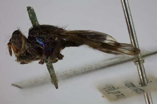 Senopterina macularis bicolor (Walker, 1849) - Senopterina bicolor HT lateral
