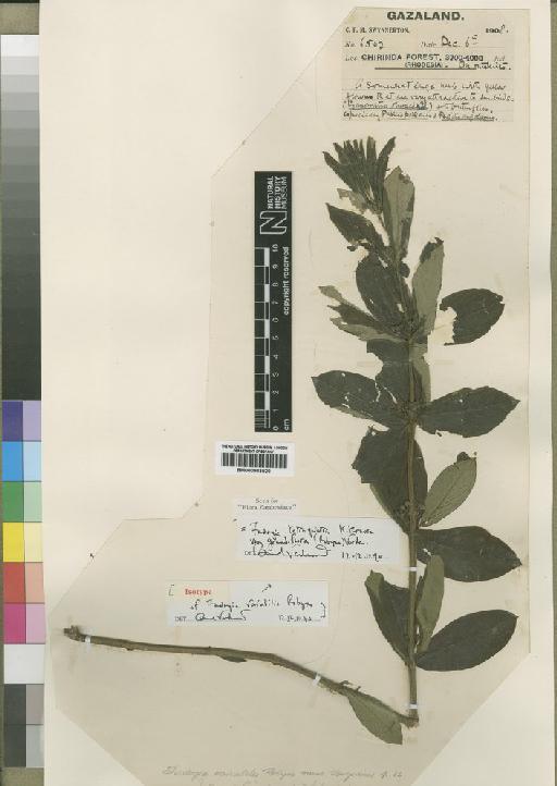 Fadogia tetraquetra var. grandiflora (Robyns) Verdc. - BM000903520