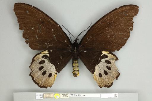 Ornithoptera goliath huebneri Rumbucher, 1973 - 013605365__