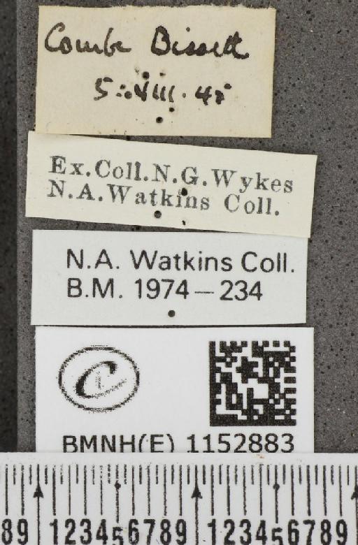 Lysandra coridon ab. punctata Tutt, 1896 - BMNHE_1152883_label_103983