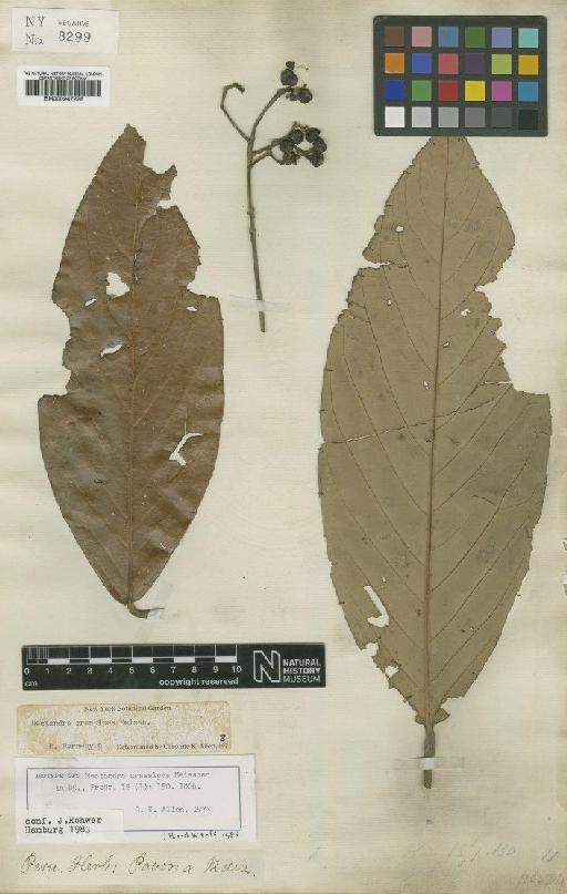 Nectandra crassipes Meisn. - BM000947226