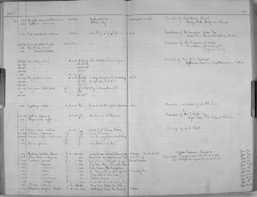 Hylomys suillus tionis Chasen, 1940 - Zoology Accessions Register: Mammals: 1937 - 1951: page 178