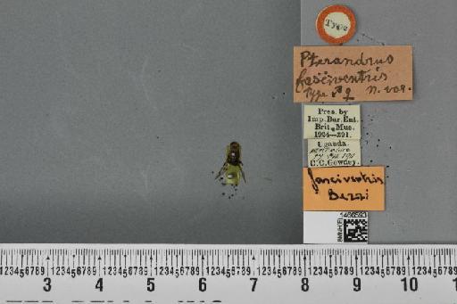 Ceratitis (Pterandrus) fasciventris (Bezzi, 1920) - BMNHE_1466593_a_41802