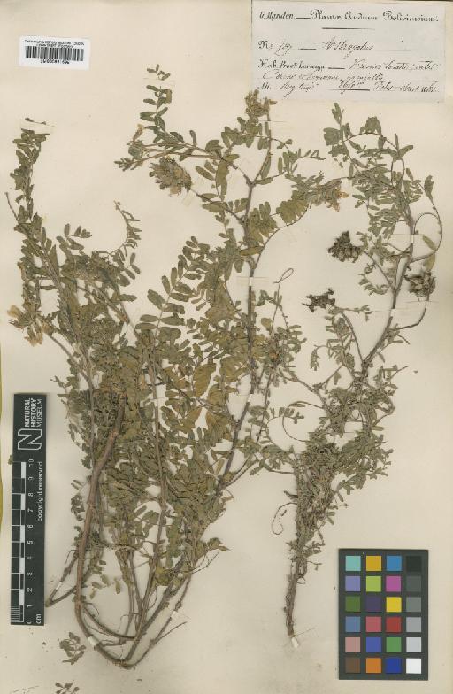 Astragalus garbancillo Cav. - BM000931599